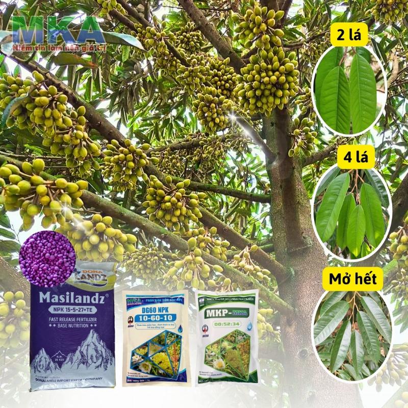 Cây hoa phát triển tốt nhờ phân bón, xem xét giá phân DAP
